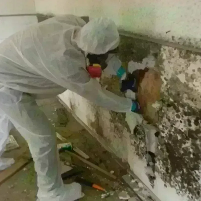 Mold Remediation and Removal in Holyoke, CO